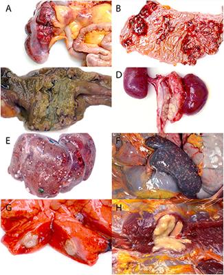 Epizootic Yersinia enterocolitica in captive African green monkeys (Chlorocebus aethiops sabaeus)